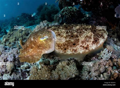 A Broadclub Cuttlefish Hovers Above A Beautiful Coral Reef In Komodo