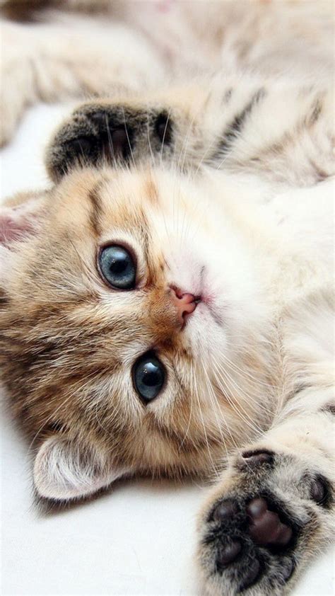 Baby Cat Wallpapers - Top Free Baby Cat Backgrounds - WallpaperAccess