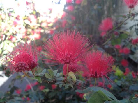 Powder Puff Red Dwarf Flowering Shrub Plant Attracts Etsy