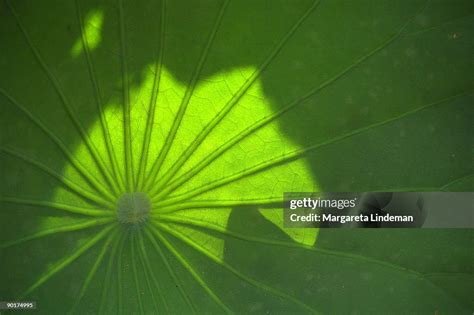 Lotus Leaf Umbrella High-Res Stock Photo - Getty Images