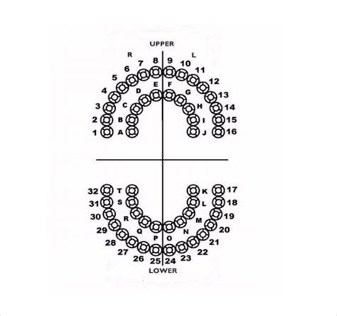 Free 16 Sample Teeth Chart Templates In Pdf Word