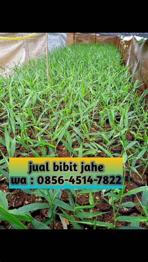 Jual Bibit Jahe Yogyakarta Telp Afif Jaya Flickr