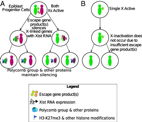 A Model Of Random X Inactivation Initiation By X Inactivation