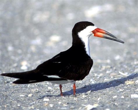 Black Skimmer – "OCEAN TREASURES" Memorial Library