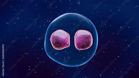 D Animation Of Cell Division Under A Microscope Dividing And