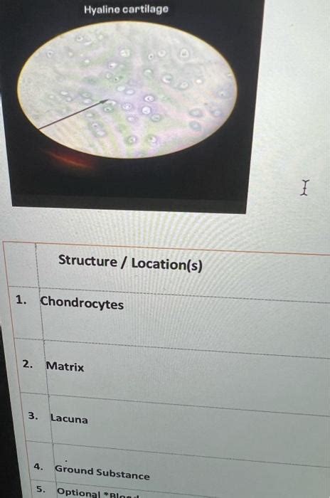 Solved 2 cuboidal epithelium Structure / Location(s) 1. | Chegg.com