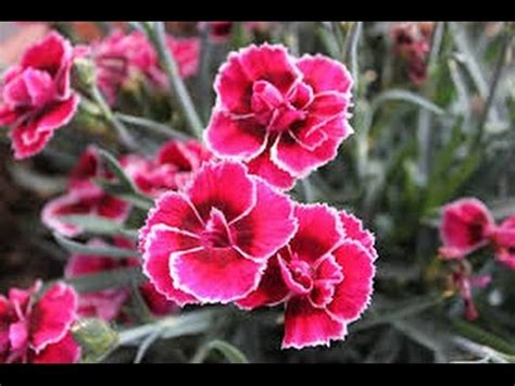 РАССАДА ТУРЕЦКОЙ И КИТАЙСКОЙ ГВОЗДИКИ В ЦВЕТОЧНОМ ГОРШКЕ (ПИКИРОВКА).29 ...