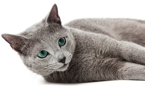 Russian Blue Cat Names - 300 Brilliant Russian Cat Name Ideas