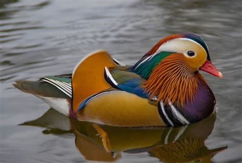 All About The Mandarin Duck — The Worlds Most Beautiful Duck