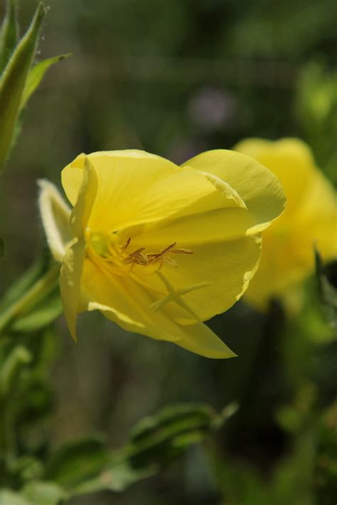 Gemeine Nachtkerze Oenothera Biennis Auch Gew Hnliche Flickr