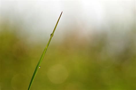 Blade Grass A Drop Of - Free photo on Pixabay