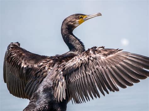 Flight Feathers: Structure and Maintenance of Birds Wings | Birdfact