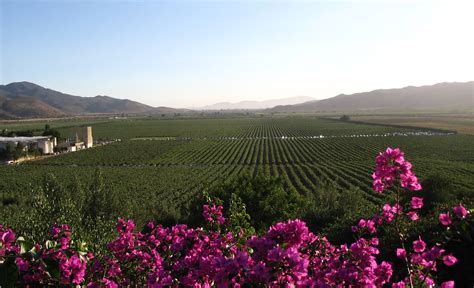 Los Vi Edos De Valle De Guadalupe En Baja California