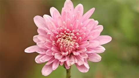 Chrysanthemums From Ancient Herb To Japans Imperial Symbol Garden