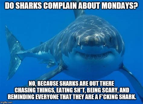 The Best Shark Week Memes