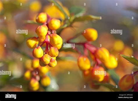 Darwins Darwins Barberry Berberis Darwinii Close Up Of Flower Buds