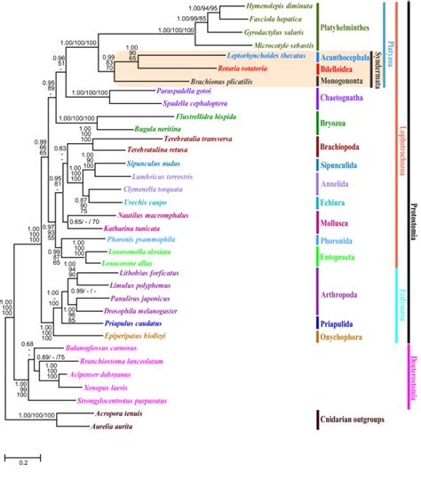 Mitochondrial Gene Tree From Bayesian Analysis Showing The Phylogenetic