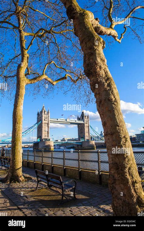 A Beautiful View Of Tower Bridge Through The Trees Along The Thames