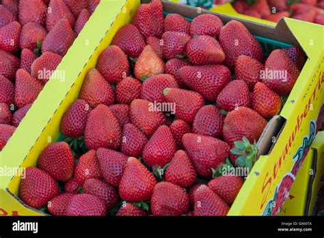 Fresh Strawberries For Sale At The Downtown Monterey California Farmer