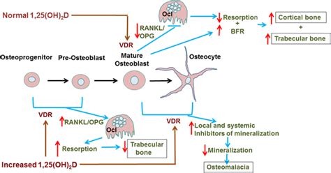 Tentative Scheme Of Direct Actions Of 1 25 OH 2D VDR On Bone Normal