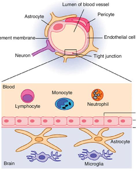 Structure Of The Blood Brain Barrier Including Its Components The Bbb