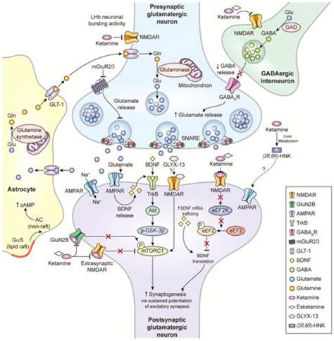 Frontiers Glutamatergic System In Depression And Its Role In