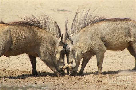 Warthog Fight Photograph by Hermanus A Alberts