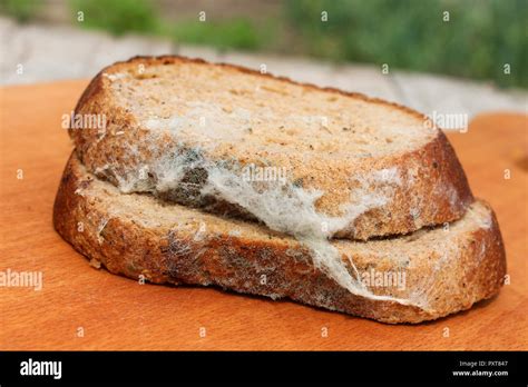 The Old Black Mold On The Bread Spoiled Food Mold On Food Stock Photo