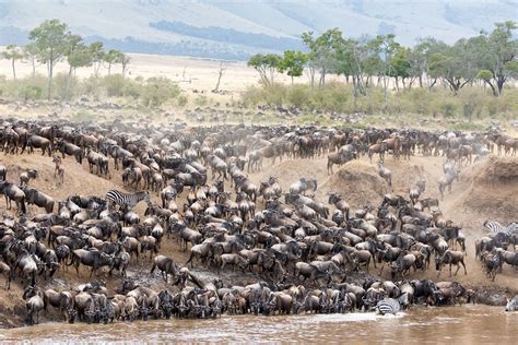 The Great Migration in Kenya - Woman Around Town