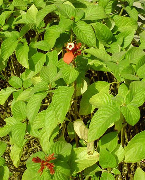 Mussaenda Erythrophylla Red Flag Bush CABI Compendium