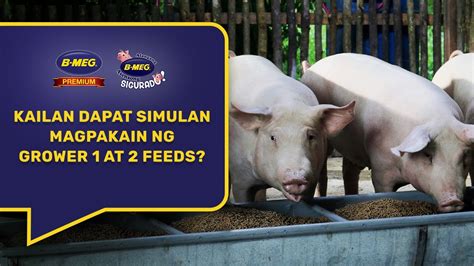 Kailan Ang Tamang Pagpakain Ng Grower Feeds Sa Baboy YouTube