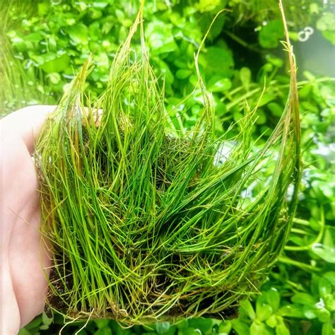 Dwarf Hairgrass 4 Coco Mat Carpet Live Freshwater Aquarium Plant Etsy