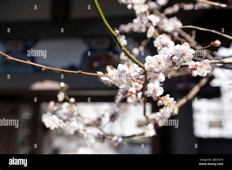 Ume Festival Yushima Tenjin Bunkyo Ku Tokyo Japan Stock Photo Alamy