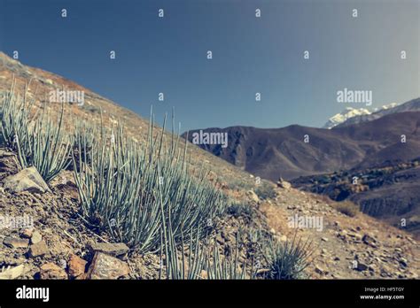 Desert plants growing in arid wastelands Stock Photo - Alamy