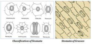 Different-types-of-Stomata | EasyBiologyClass