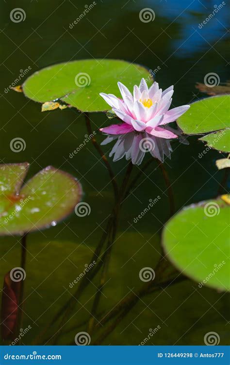 Nymphaea alba - flower stock photo. Image of leaf, nymphaeaceae - 126449298