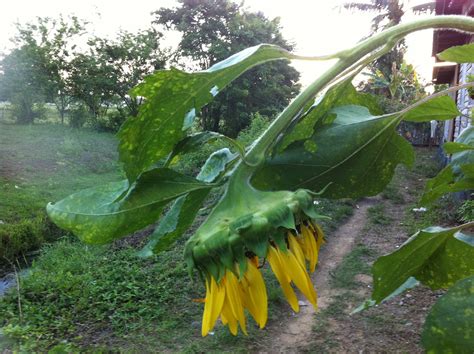 My Experimental Garden: Giant Russian sunflower