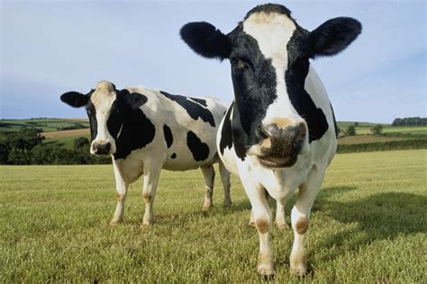 The Real Truth Behind Cows Lying Down When Its About To Rain Mirror