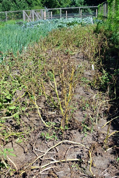 Harvesting the Season's Potatoes - The Martha Stewart Blog