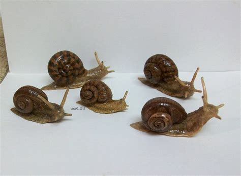 Polymer Clay Snails By Tinyana On Deviantart