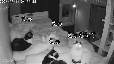 元野良猫と家猫の違い😼 Youtube