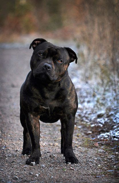 English Staffordshire Bull Terrier Artofit