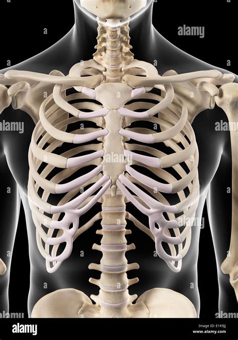 Human Thorax Anatomy Computer Artwork Stock Photo Alamy