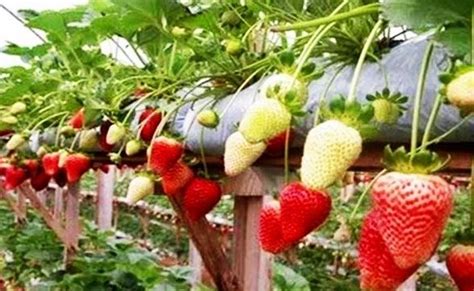 Inilah 7 Panduan Mudah Budidaya Tanaman Buah Strawberry Agar Mampu