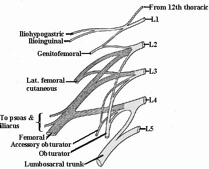 Sacral Plexus Drawing