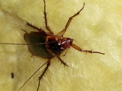 Palmetto Bug Vs Cockroach What S The Difference Catseye Pest Control