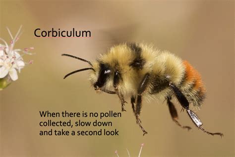 Field Identification Overview Bumble Bees Of Washington State Bumble