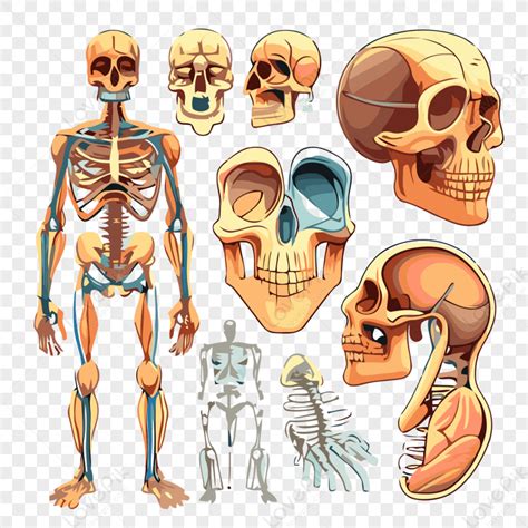 Composi O Dos Desenhos Animados Partes Do Corpo Humano Verloop Io