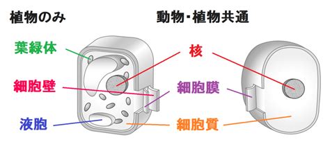 【中学理科】動物の細胞と植物の細胞のつくりを解説！