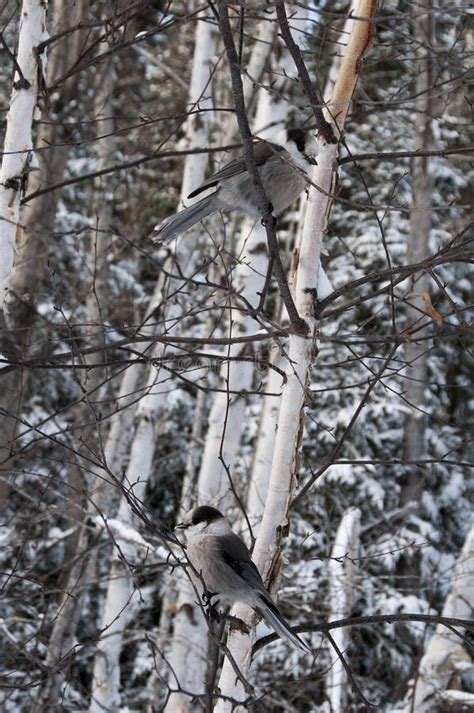 Grey Jay Bird Stock Photo. Grey Jay Bird Perch Winter Season Stock ...